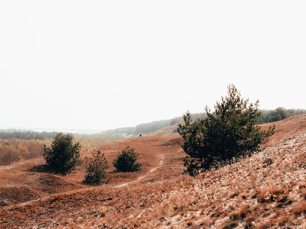 Photo des arbres sur le champ contre un ciel clair