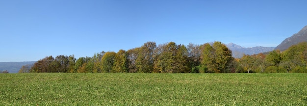 Des arbres sur le champ contre un ciel clair