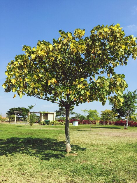 Des arbres sur le champ contre un ciel clair