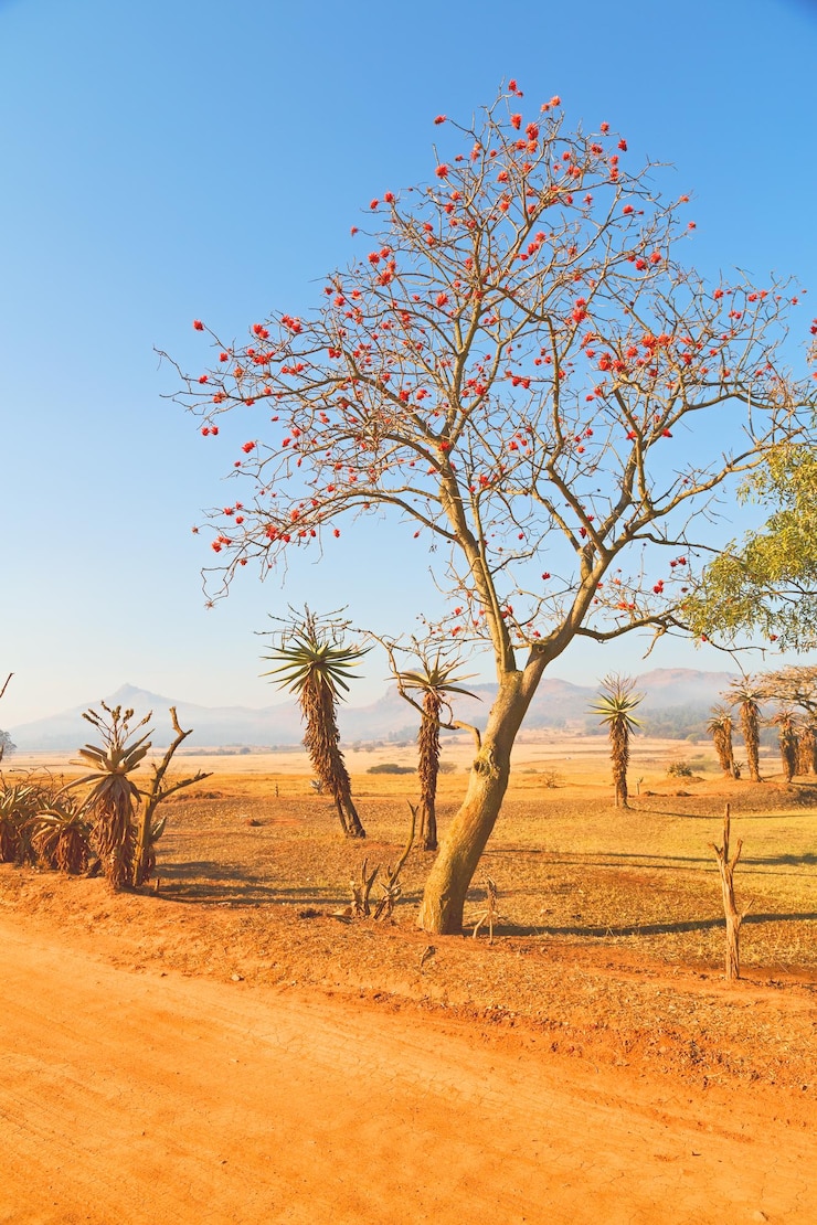 Photo des arbres sur le champ contre un ciel clair