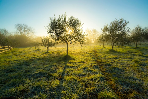 Photo des arbres sur le champ contre un ciel clair