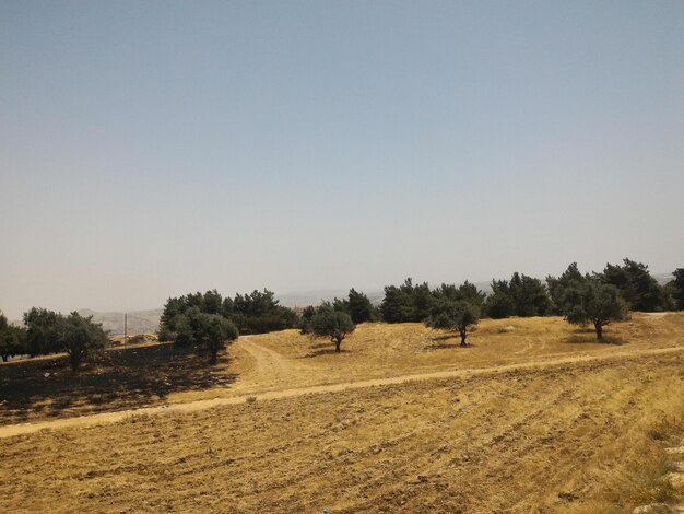 Photo des arbres sur le champ contre un ciel dégagé