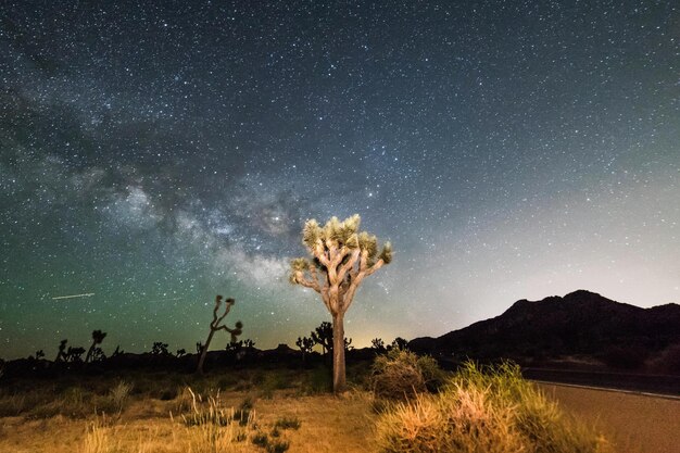 Des arbres sur le champ contre le ciel la nuit