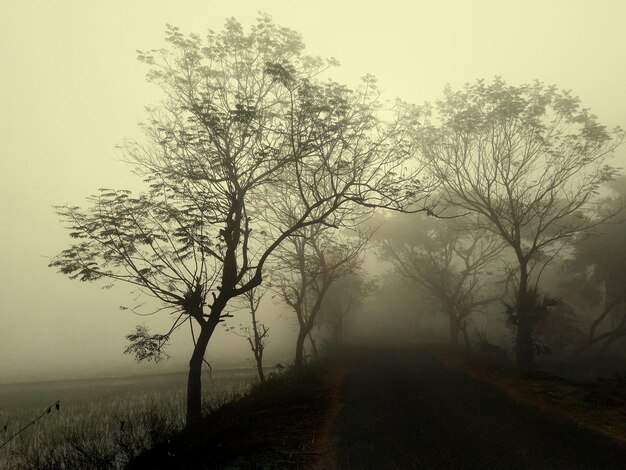 Photo des arbres sur le champ contre le ciel par temps brumeux