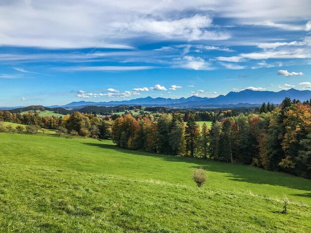 Photo des arbres sur le champ contre le ciel