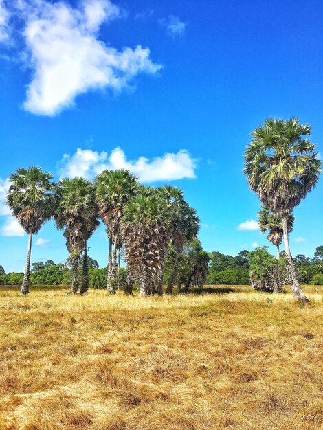 Photo des arbres sur le champ contre le ciel