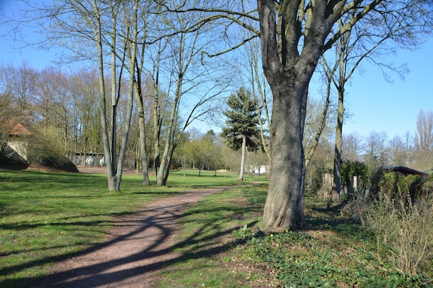 Photo des arbres sur le champ contre le ciel