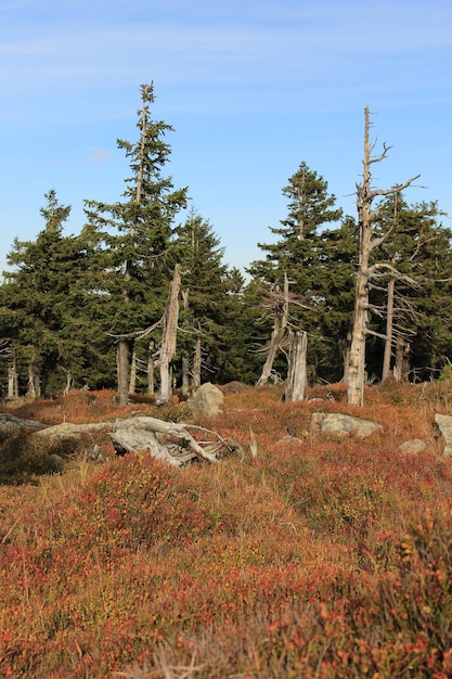 Photo des arbres sur le champ contre le ciel