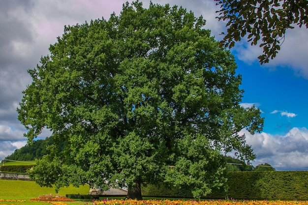 Des arbres sur le champ contre le ciel