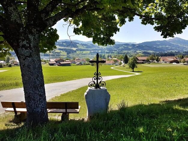 Des arbres sur le champ contre le ciel