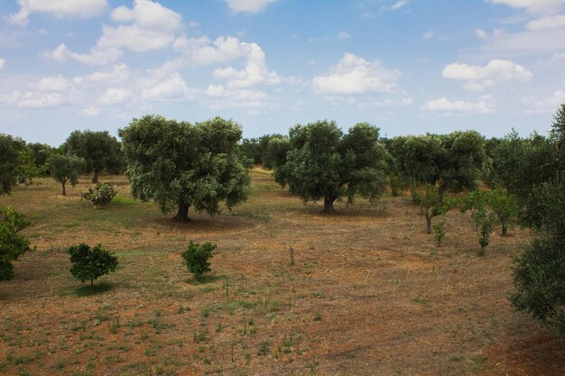 Photo des arbres sur le champ contre le ciel