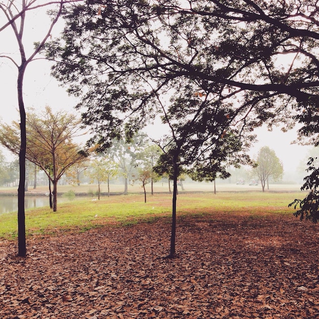 Photo des arbres sur le champ contre le ciel