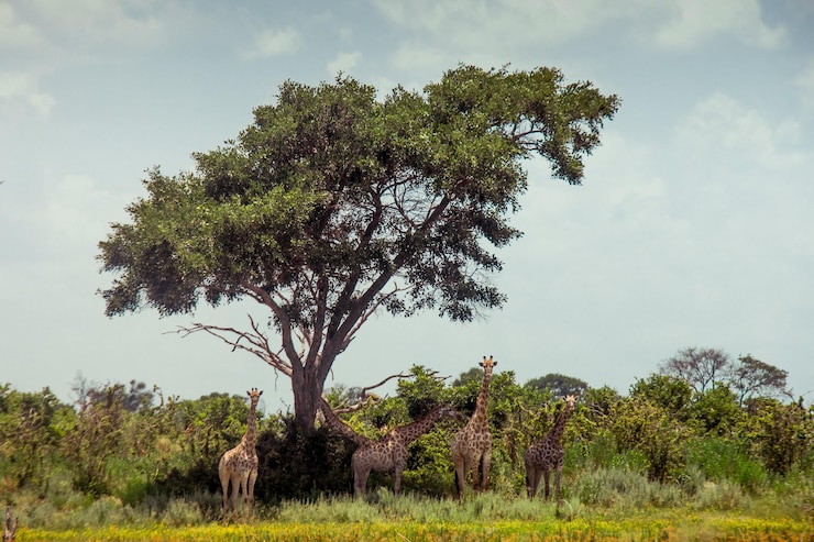Photo des arbres sur le champ contre le ciel