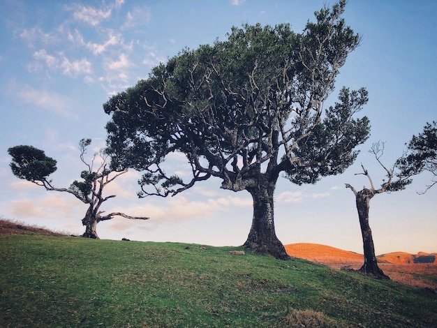 Des arbres sur le champ contre le ciel