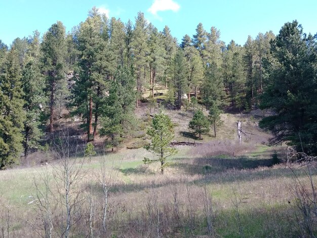 Photo des arbres sur le champ contre le ciel