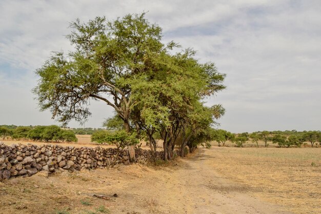 Des arbres sur le champ contre le ciel