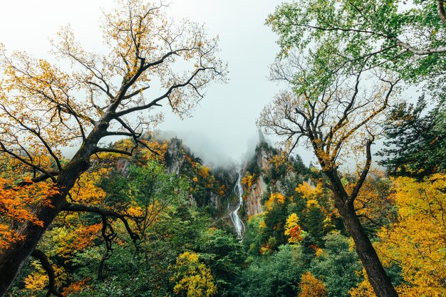 Photo des arbres sur le champ contre le ciel