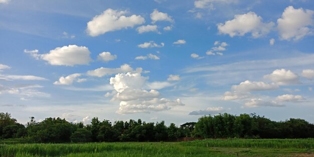 Photo des arbres sur le champ contre le ciel