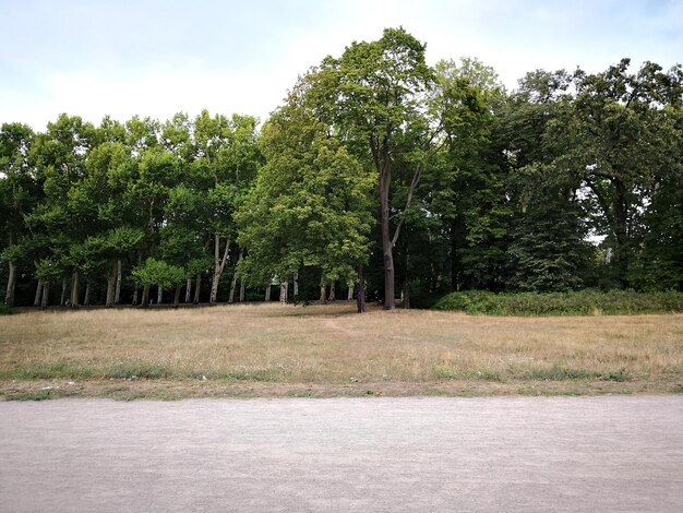 Photo des arbres sur le champ contre le ciel