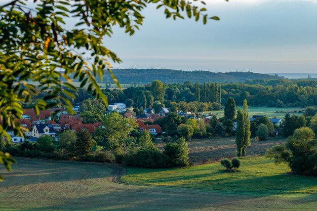 Photo des arbres sur le champ contre le ciel