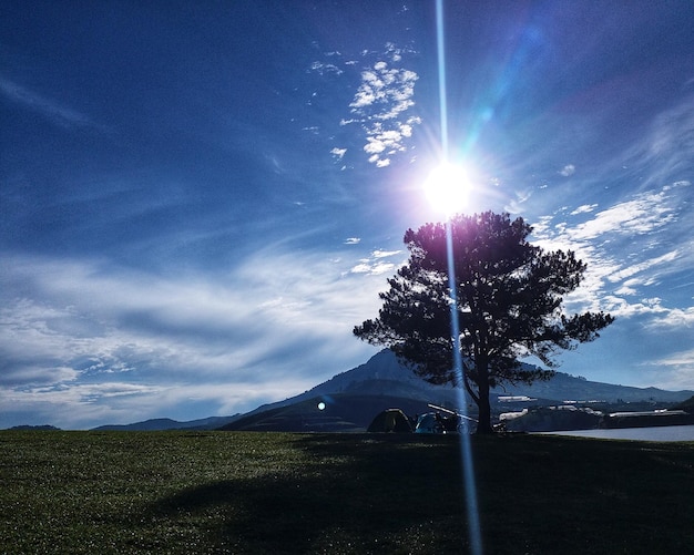 Photo des arbres sur le champ contre le soleil brillant