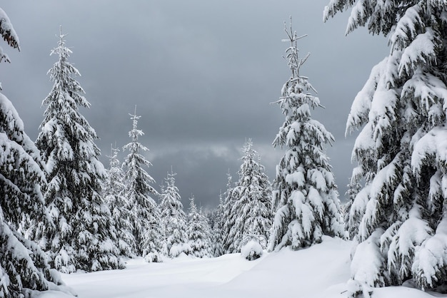 Des arbres sur un champ couvert de neige contre un ciel nuageux