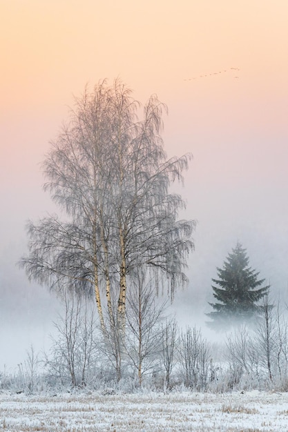 Des arbres sur un champ couvert de neige contre le ciel