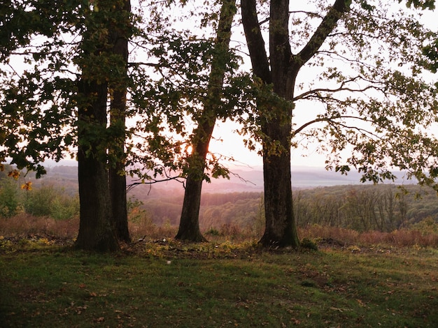 Photo des arbres sur un champ dans la forêt