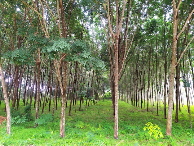 Des arbres sur le champ dans la forêt