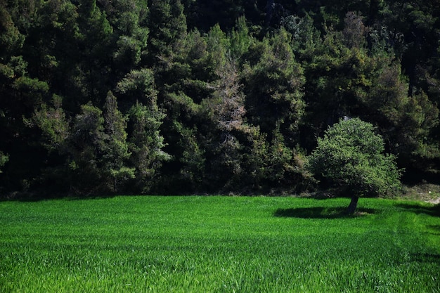 Des arbres sur le champ dans la forêt