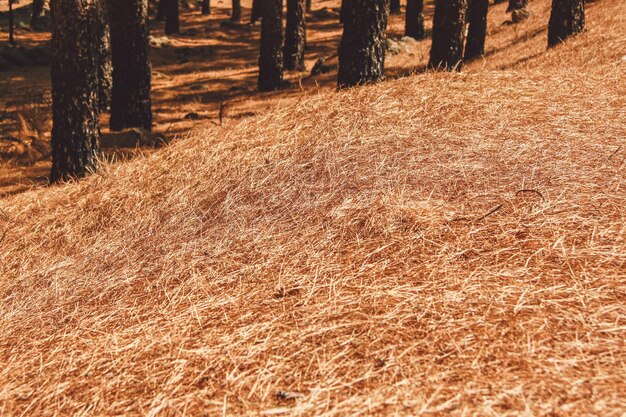 Photo des arbres sur le champ dans la forêt