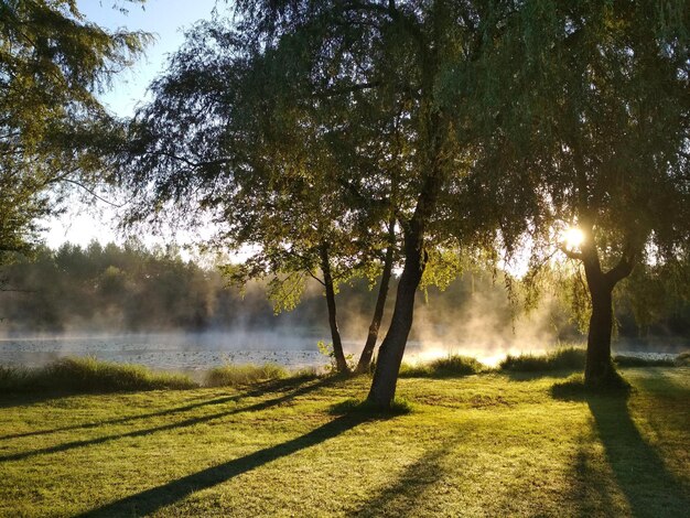 Photo des arbres sur un champ dans un parc