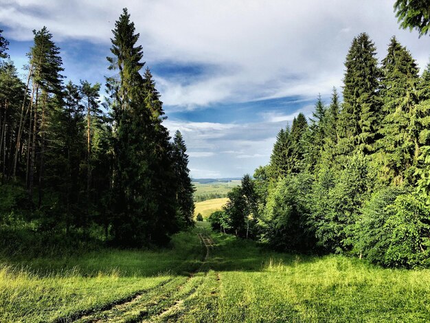 Des arbres sur un champ herbeux contre un ciel nuageux