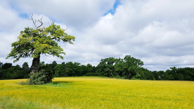 Des arbres sur un champ herbeux contre un ciel nuageux