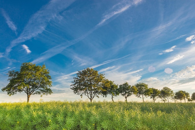 Des arbres sur un champ herbeux contre le ciel