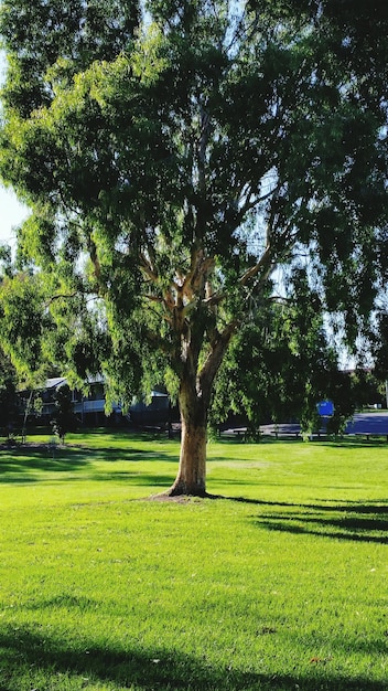 Photo des arbres sur un champ herbeux dans un parc