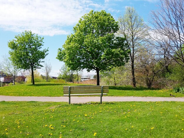 Photo des arbres sur un champ herbeux dans un parc