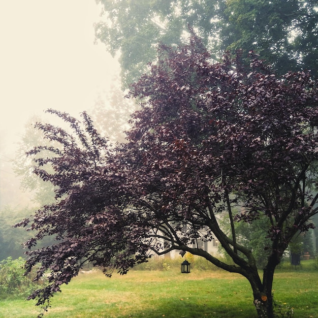 Photo des arbres sur un champ herbeux