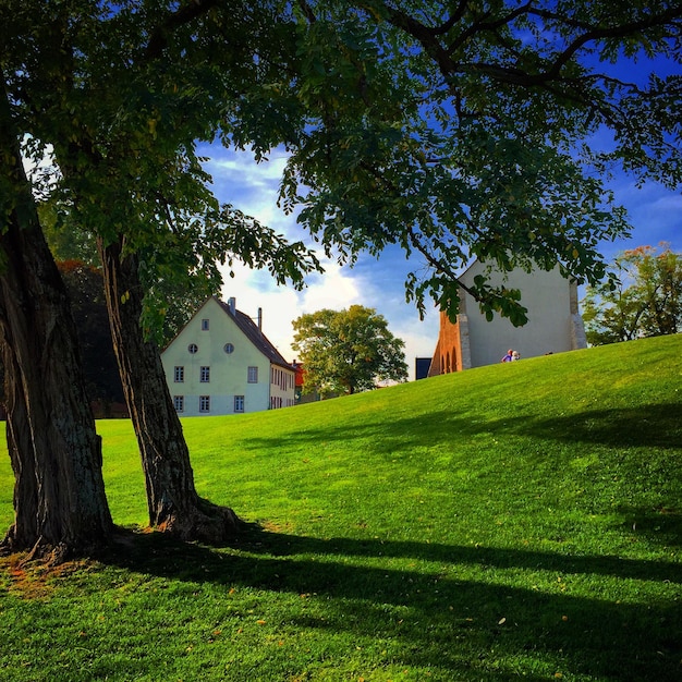 Photo des arbres sur un champ herbeux