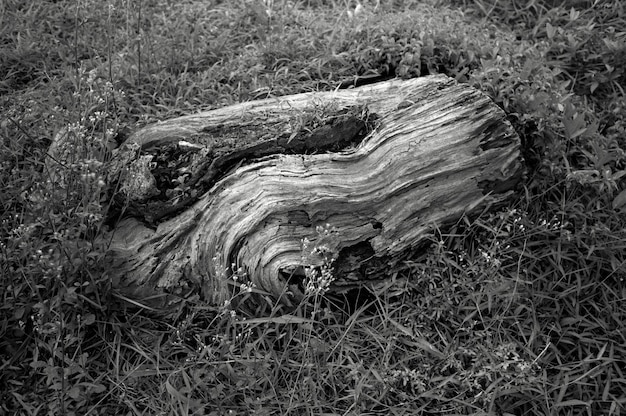 Photo des arbres sur un champ herbeux