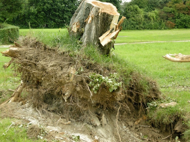 Des arbres sur un champ herbeux