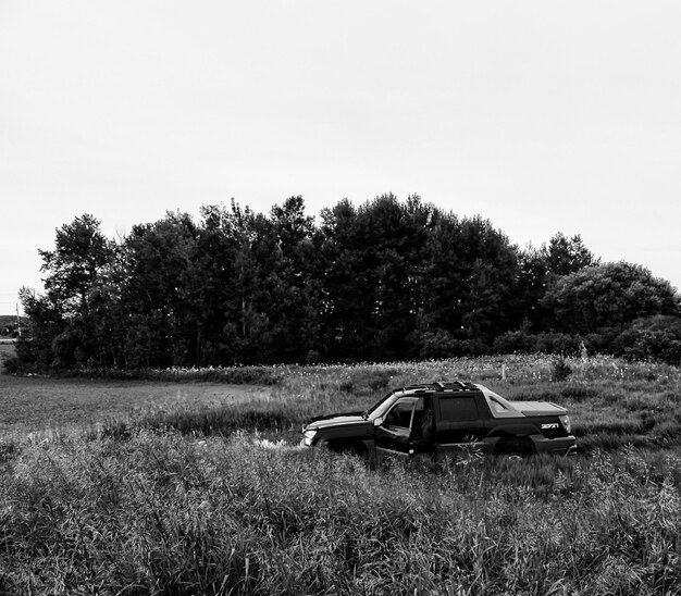 Photo des arbres sur un champ herbeux