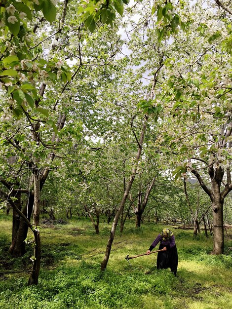 Des arbres sur un champ herbeux