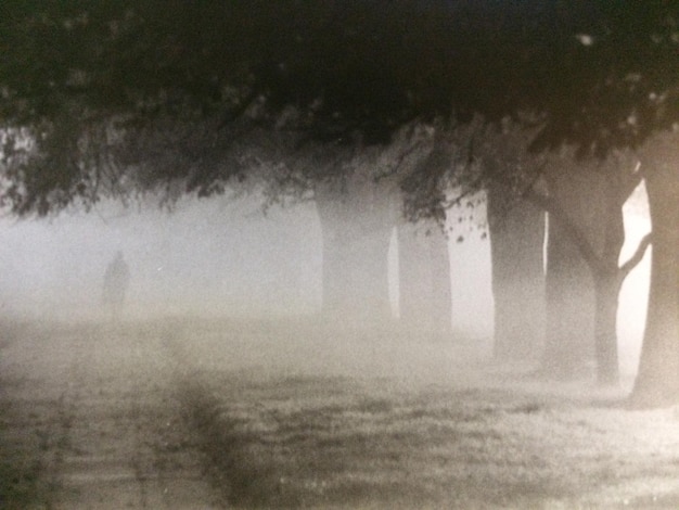 Photo des arbres sur le champ par temps brumeux