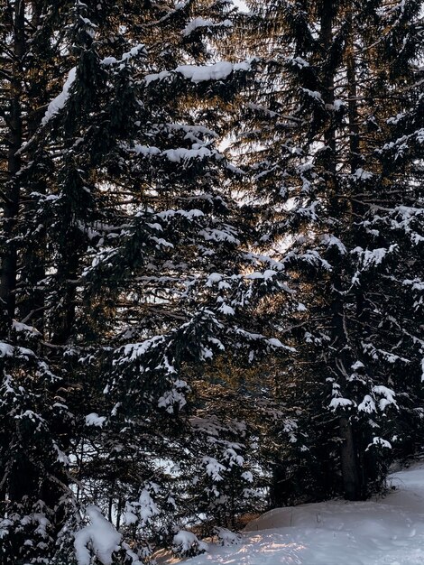 Des arbres sur un champ recouvert de neige