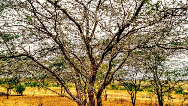 Photo des arbres sur le champ