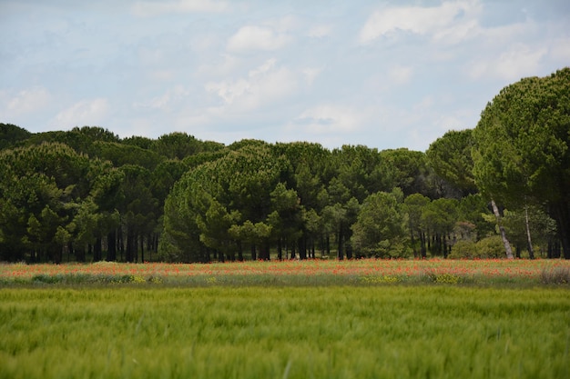 Photo des arbres sur le champ