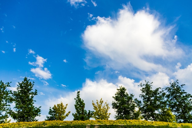 Arbres des champs et ciel bleu