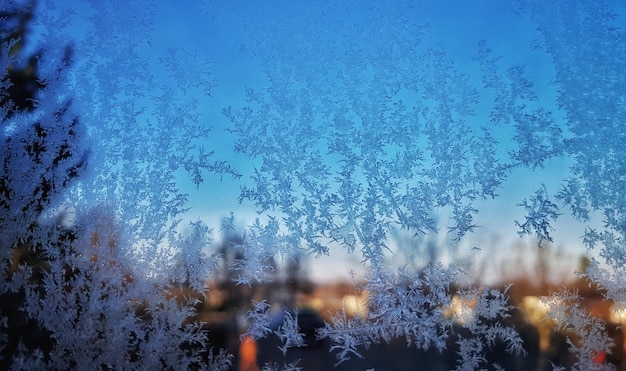 Des arbres sur un ciel bleu clair pendant l'hiver