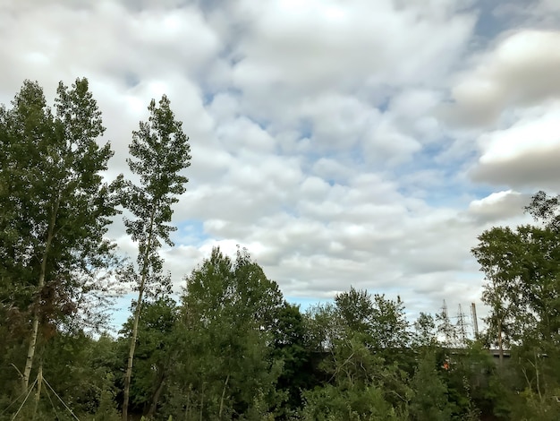 Arbres et ciel bleu avec des nuages blancs texturés